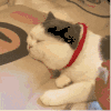 萌宠 猫咪 拍 呆萌 可爱