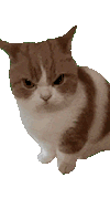 萌宠 猫咪 生气 呆萌 可爱