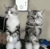 萌宠 猫咪 跳舞 呆萌 可爱