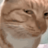 萌宠 猫咪 自拍 呆萌 可爱