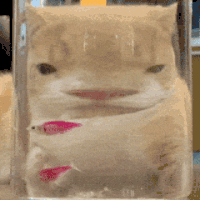 萌宠 猫咪 呆萌 可爱