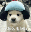 萌宠 狗狗 该怎么甩锅呢 呆萌 可爱
