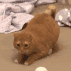 萌宠 猫咪 鬼畜 呆萌 可爱