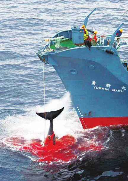 日本捕鲸纪录片图片