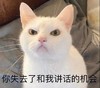 萌宠 猫星人 你失去了和我讲话的机会 无奈 呆萌 可爱