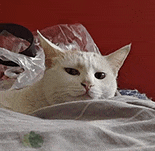 萌宠 猫咪 看 呆萌 可爱