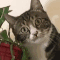 萌宠 猫咪 思考 呆萌 可爱