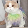 萌宠 猫咪 装扮 呆萌 可爱