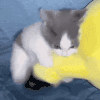 萌宠 猫咪 蹬腿 呆萌 可爱