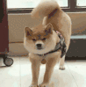 萌宠 狗狗 懒腰 呆萌 可爱