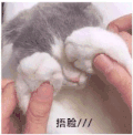 萌宠 猫咪 捂脸 可爱 呆萌