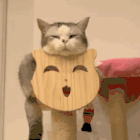 萌宠 猫咪 困 呆萌 可爱