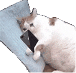 萌宠 猫咪 手机 呆萌 可爱
