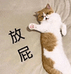 萌宠 猫咪 放屁 呆萌 可爱