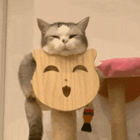萌宠 猫咪 开心 呆萌 可爱