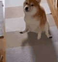 萌宠 狗狗 走 呆萌 可爱