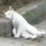 萌宠 猫咪 躺着 呆萌 可爱