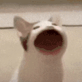 萌宠 猫咪 说话 呆萌 可爱