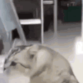 萌宠 猫咪 点赞 呆萌 可爱