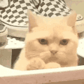 萌宠 猫咪 我来了 呆萌 可爱
