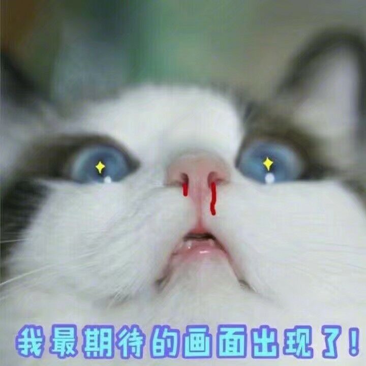 猫咪脸红流鼻血图片图片