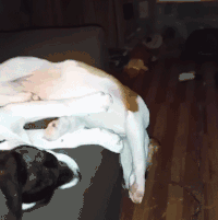 萌宠 狗 摔倒 呆萌 可爱