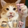 萌宠 猫咪 奶茶 呆萌 可爱