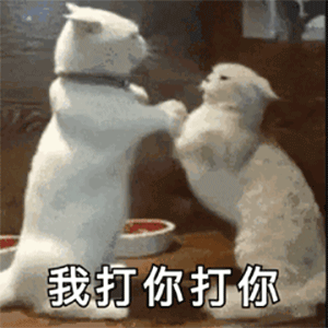 萌寵 貓咪 打你 呆萌 可愛