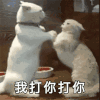 萌宠 猫咪 打你 呆萌 可爱