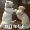 萌宠 猫咪 打你 呆萌 可爱