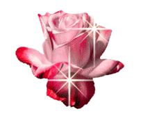 粉色玫瑰表情包图片