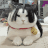 萌宠 猫咪 发型 呆萌 可爱