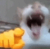 萌宠 猫咪 笑 呆萌 可爱