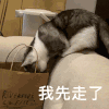 萌宠 猫咪 我先走了 呆萌 可爱