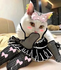 妖娆 猫咪 捂嘴 沙雕 搞笑