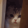 萌宠 猫咪 吐舌 呆萌 可爱