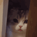 萌宠 猫咪 吐舌 呆萌 可爱