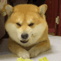 萌宠 狗狗 吃 呆萌 可爱