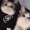 萌宠 猫咪 耶 呆萌 可爱