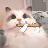 萌宠 猫咪 笛子 呆萌 可爱