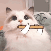 萌宠 猫咪 笛子 呆萌 可爱