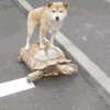 萌宠 狗狗 乌龟 呆萌 可爱