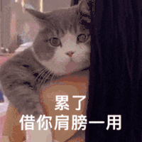 萌宠 猫咪 累了借你肩膀一用 呆萌 可爱