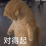 萌寵 貓咪 對(duì)得起 呆萌 可愛