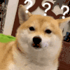 萌宠 狗狗 ？ 呆萌 可爱