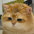萌宠 猫咪 思考 呆萌 可爱