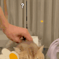 萌宠 猫咪 好奇 呆萌 可爱