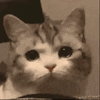 萌宠 猫咪 可怜 呆萌 可爱