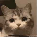 萌宠 猫咪 可怜 呆萌 可爱