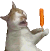 萌宠 猫咪 烤肠 呆萌 可爱
